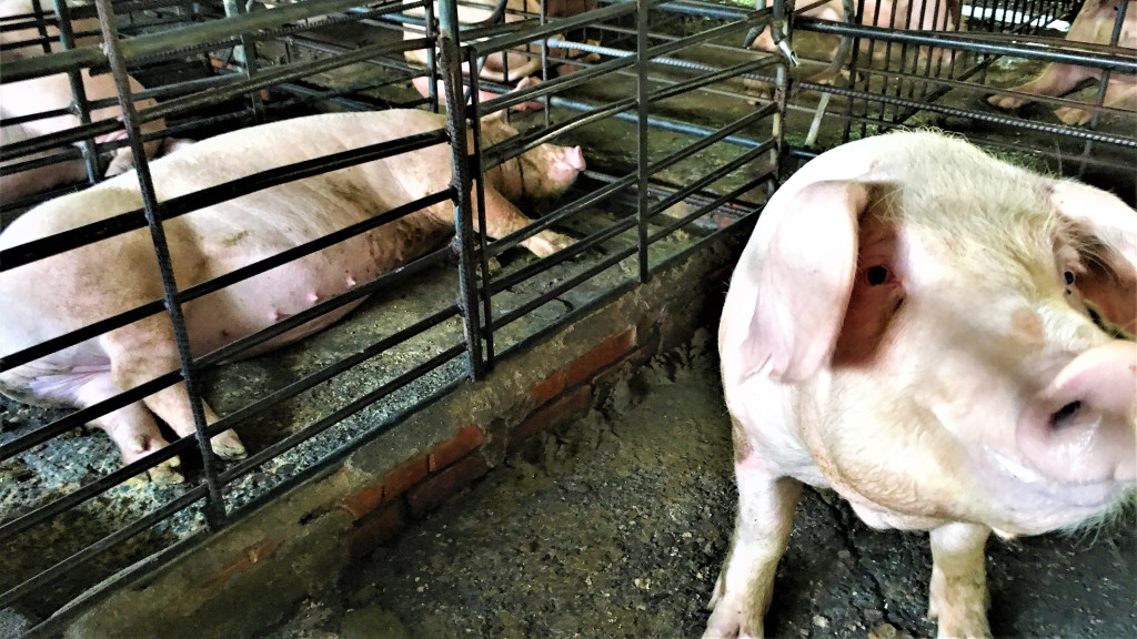 中國爆非洲豬瘟！高市動物保護處今呼籲高市各養豬場應提高警戒，加強畜牧場門禁管制措施，全力防堵疫情入侵。(圖/高市農業局動保處)