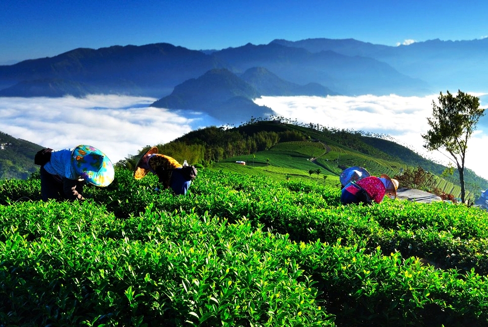 阿里山的隙頂，在山與山間隙中的雲霧帶，溫差大、濕度夠、日照不過少也不過烈，在這裡成長的茶，速度不快不慢，如此茶葉的肉質厚多醣體富豐、丹寧酸較少而不澀，這是老天賜給阿里山茶的「特調」，也是給不貪不懶、認真做的茶農一碗飯。（圖：取材自阿里山國家風景管理處）