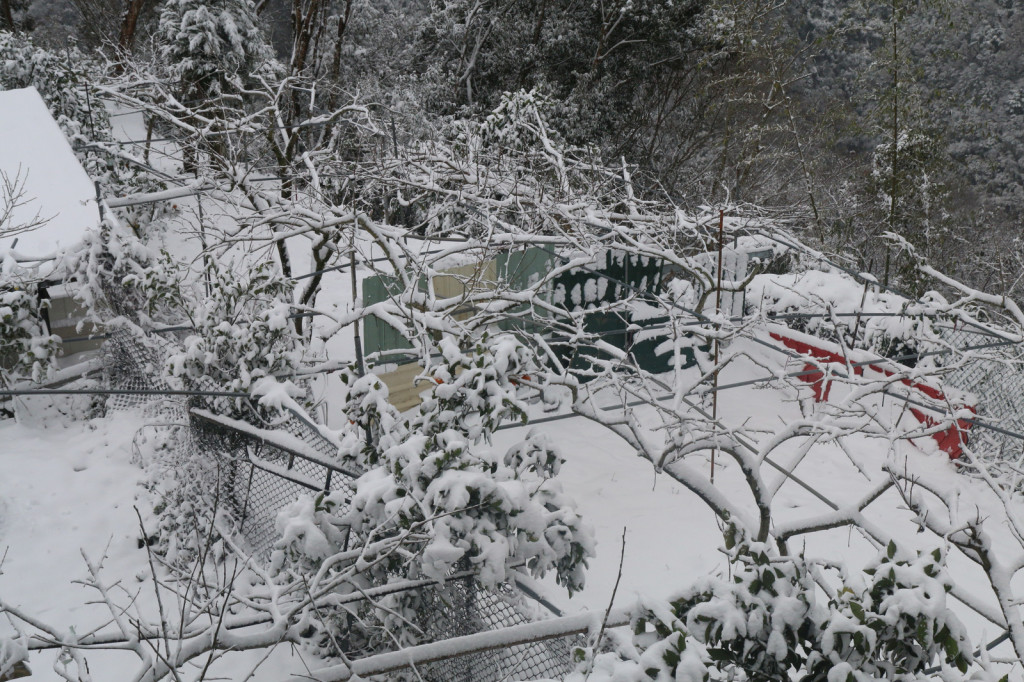 拉拉山的水蜜桃受下雪影響，農民擔心花苞開不成，造成水蜜桃減產。圖／民報資料照片