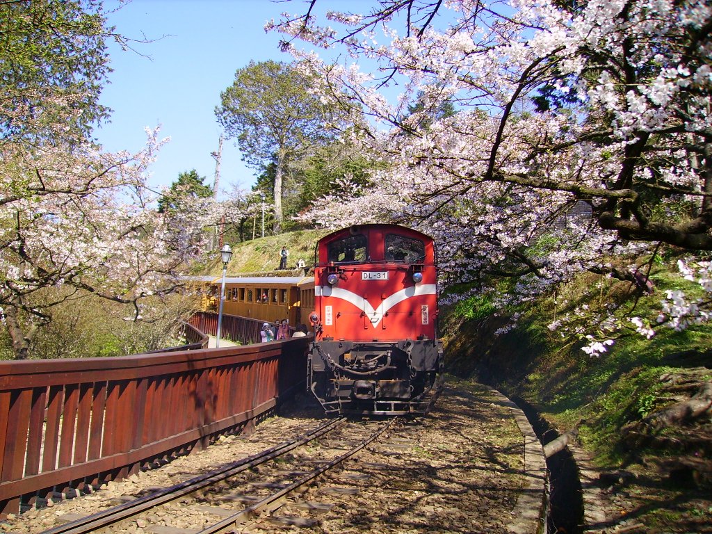 「104年阿里山花季」將於10日展開，目前阿里山已百花齊放，遊客可在現場飽覽花卉之美。（資料照片，嘉義縣政府文化觀光局提供）