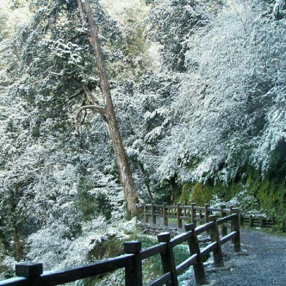 超級寒流到來，台中高山處處飃瑞雪，近年罕見。但多處平地則下「冰霰」，也引起民眾誤傳「下雪了」。（摘自網路）