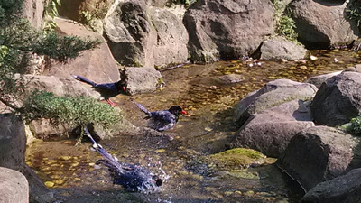 台北賓館發現保育類台灣國鳥「藍鵲」家族竟前來築巢而居。(圖：中央社)