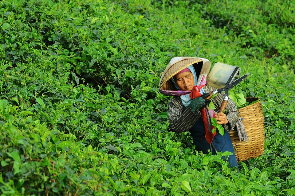 行政院會今（26）日拍板通過農委會提報的「農民退休儲金條例」草案。（示意圖）／pixabay