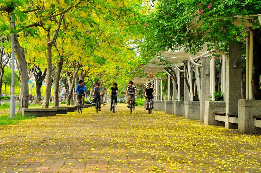 南市觀旅局力推初夏到臺南正是觀賞阿勃勒花景的最佳時機。(照片/南市府)