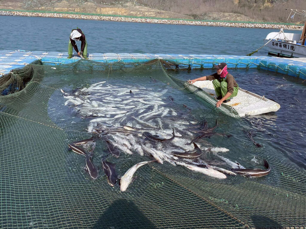 2月間低溫寒害，澎湖箱網養殖業者損失慘重。圖/澎湖縣農漁局提供