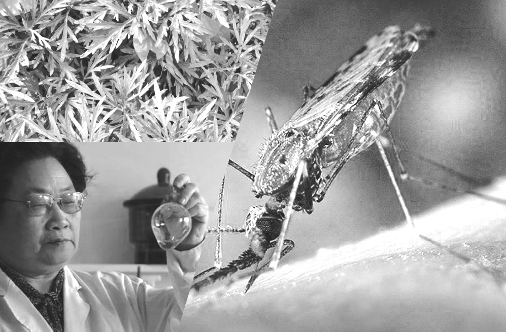 瘧疾是存在已久的傳染病，主要由瘧蚊散播。屠呦呦的團隊篩選出六百四十種藥材進行研究，經過無數次失敗之後，得到青蒿素（artemisinin），並由人體試驗證明青蒿素可以治療抗藥性瘧疾。（圖片取材自網路）