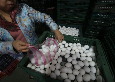 禽流感疫情，引發外界憂心學童營養午餐食安問題，教育部長吳思華今天在立法院表示，將依照衛福部原則，必要時暫停使用。(中央社資料照片)