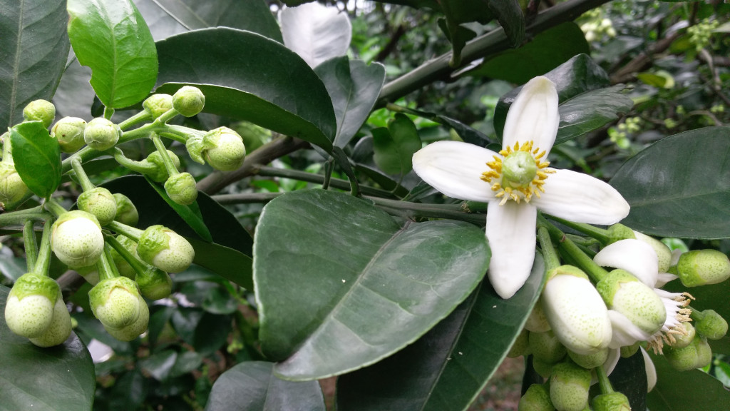  八里文旦柚花雪白撲鼻。圖／張添福