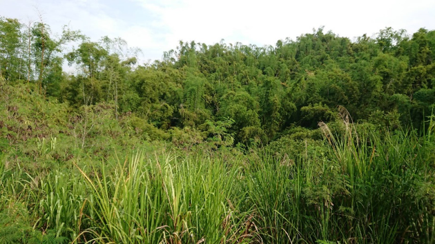 馬頭山天然生的刺竹林。圖／陳玉峯提供