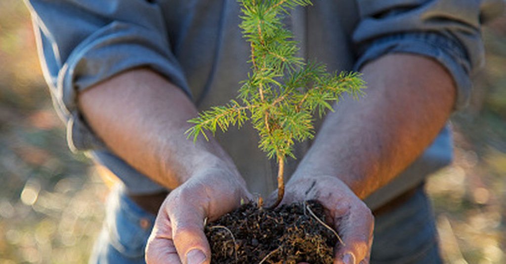 圖片取自Twitter/#NGO /#trees 