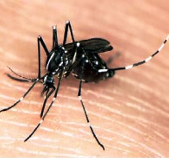 三斑家蚊是傳播日本腦炎的主要病媒蚊。圖／取自疾管署網站