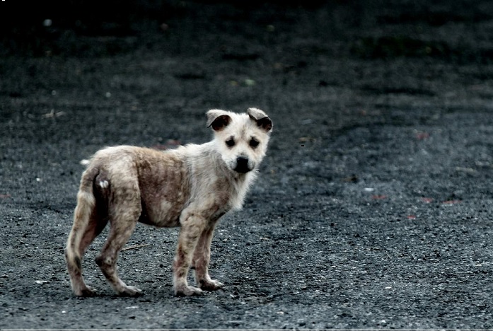 台灣各地接二連三發生虐死犬貓事件，尤其「小白」活活被吊虐死亡案，由於網路發威，連人在天涯出訪的小英總統都關切，也引起國人同聲譴責。台中市東區流浪犬「咖啡」也遭虐死，動保團體首開「懸賞緝凶」之例，動保處和警方也合力追緝中。(圖片摘自網路)