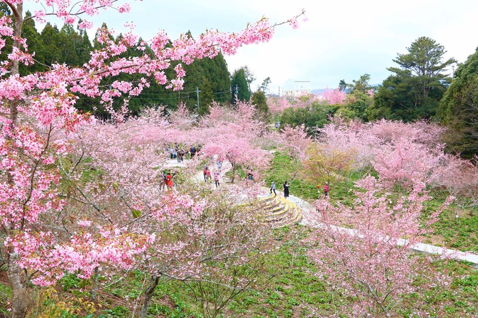 行政院今（26）日宣布，第二波紓困的「艱困企業薪資補助方案」，由原補助每月員工薪資1萬元加碼至2萬元上限，共3個月，總金額達70億元。（圖為福壽山千櫻園）／取自觀光局臉書