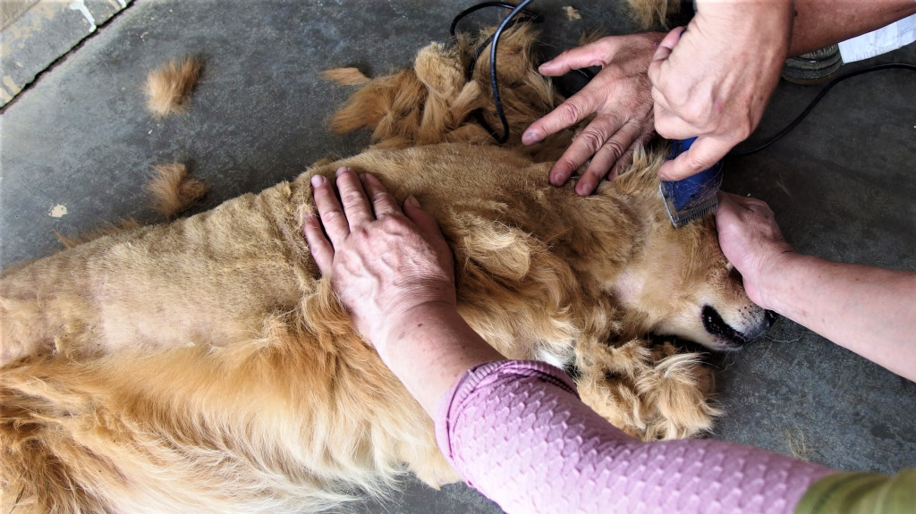 高雄市動物保護處由獸醫師幫狗狗全身毛髮理短。(圖/高市動保處)