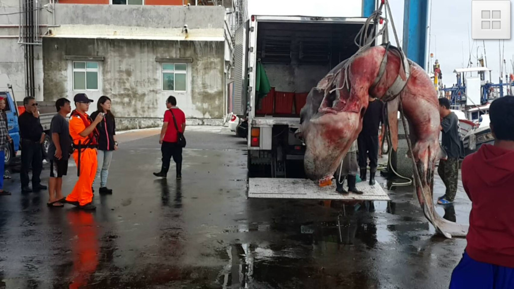 花蓮外海捕獲巨口鯊，漁民賣給海產店成為饕客桌上佳餚。圖／岸巡提供