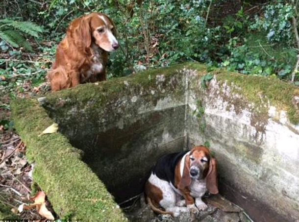 英國每日郵報（The Daily Mail），用「真愛」一詞，形容這對雌犬的友情（圖片：Vashon Island Pet Protectors facebook）