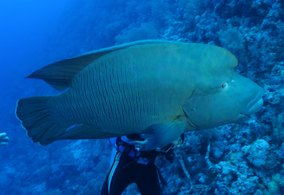 農委會林務局9日預告新增保育類野生動物的物種曲紋唇魚，最大體長達2公尺，重200公斤以上，壽命可達45到50年，野外族群僅剩20條。（林務局提供）中央社