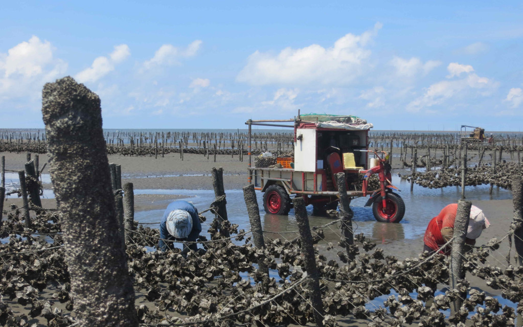 濱海地區獨有的「蚵仔車」，是蚵農必要的作業工具，但因類似以往全台風行的「拼裝車」，現有交通法令不允行駛海邊道路，取締時可「沒入」，縣長魏明谷計劃用「農業搬運車」名義，訂自治條例發照管理來解決。（彰化縣農業局）