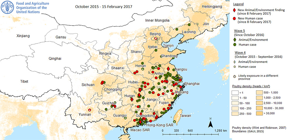 聯合國糧食暨農業組織（FAO）繪製的中國禽流感疫情地圖（資料時間2016年10月-2017年2月8日）。圖片/ FAO網站