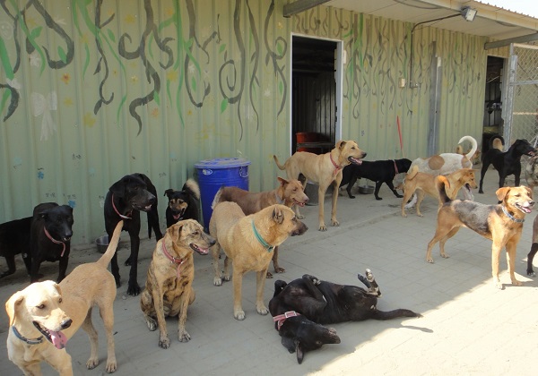 市政府設流浪犬貓中途之家，居然遭放毒餌和疑似槍撃，引發衆怒，動保處會同警方積極緝兇中。(圖片摘自網路)