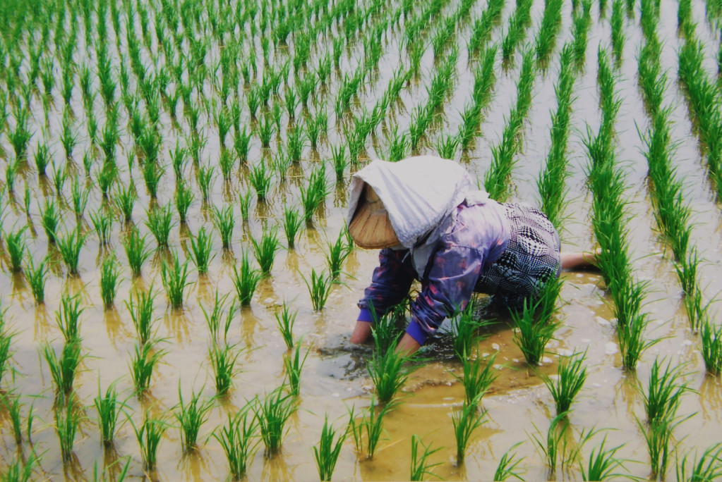 雙腳跪在田裏挲草。圖／ 呂自揚攝