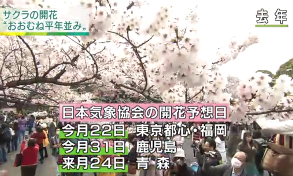 日本放送協會NHK報導，根據日本的氣象公司最新發表的櫻花開花預想日，這個春天，日本全國各地開花的時間基本上與往年平均差不多，不過九州南部比往年開得遲，而關東及東北則根據不同地方，預計比往年較早。圖／翻攝自日本放送協會NHK新聞影片