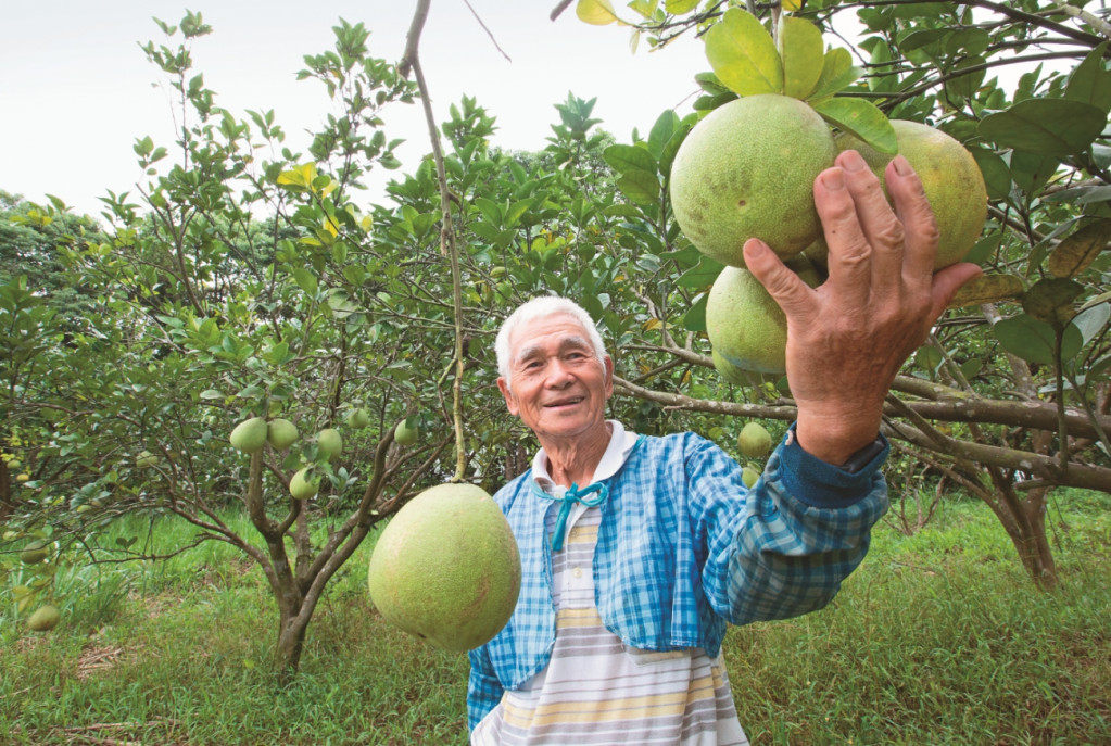 柚農林阿清種植柚子30年，除了一開始種植文旦與西施蜜柚，後來也投入帝王柚種植。圖／賴智揚、鄒保祥