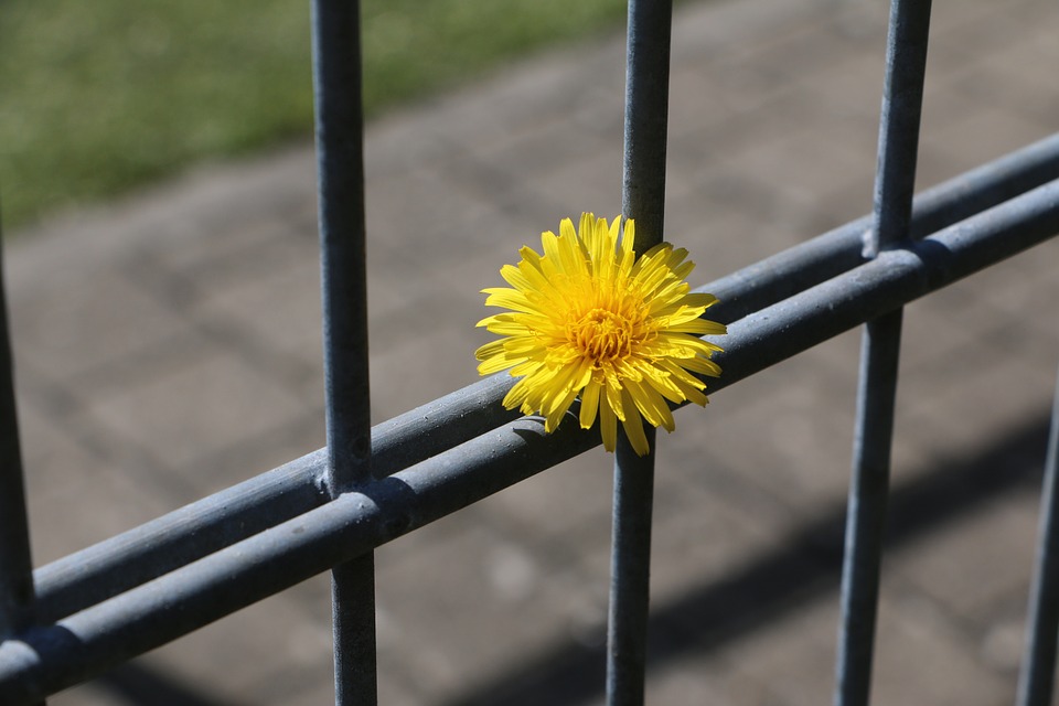 立法院應檢討羈押法制的相關弊端與缺陷，更應將律師強制辯護延伸至羈押庭，免讓濫權情事再次發生。圖／pixabay