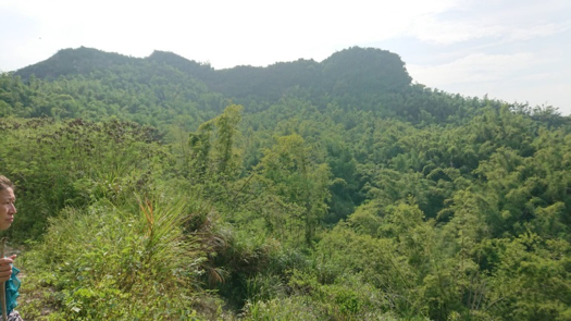 我認定馬頭山刺竹林乃台灣保存相當完整的原生林，理當設置全國第一座刺竹林保護區（馬頭山）。圖／作者提供