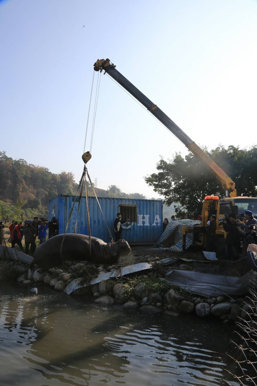 天馬牧場飼養的人氣河馬「阿河」，今(29)日清晨猝死。（照片台中市政府提供）