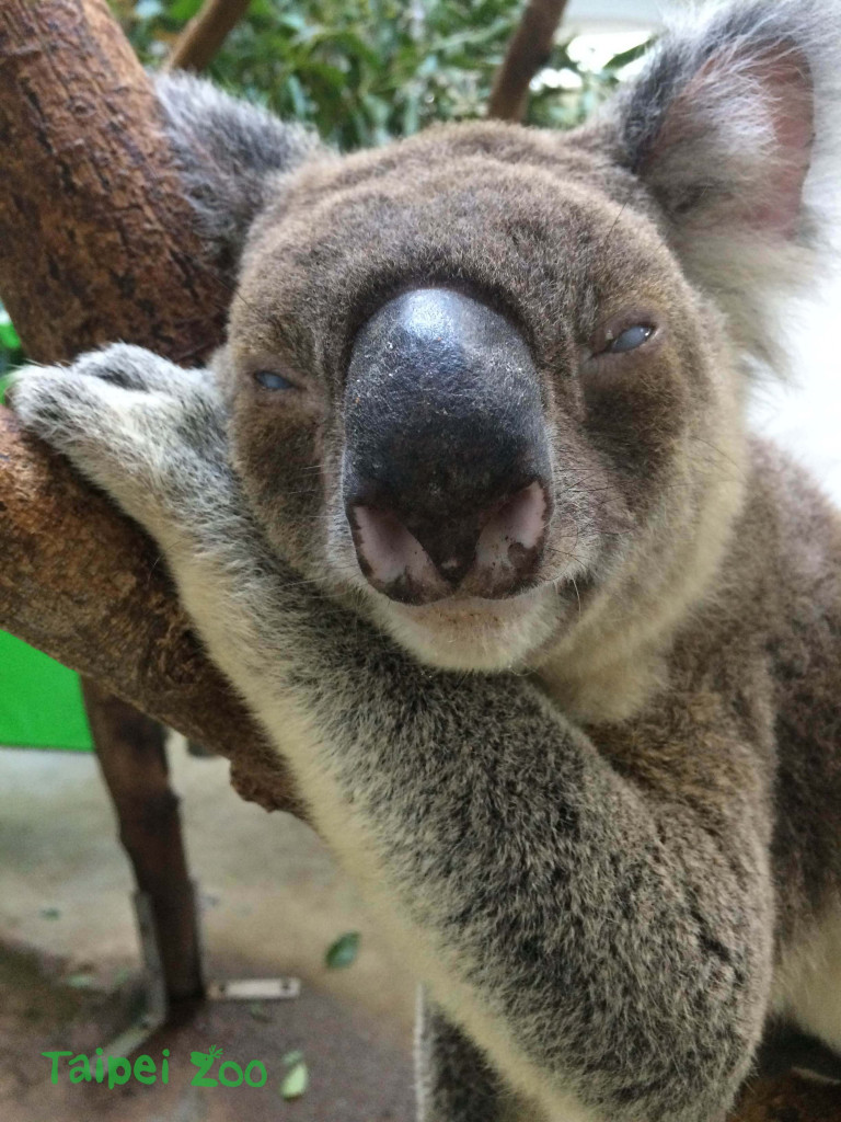 1999年和哈雷一起來台的派翠克，曾創造動物園排隊爭睹的熱潮，可愛模樣永留大家的心中。圖／台北市立動物園