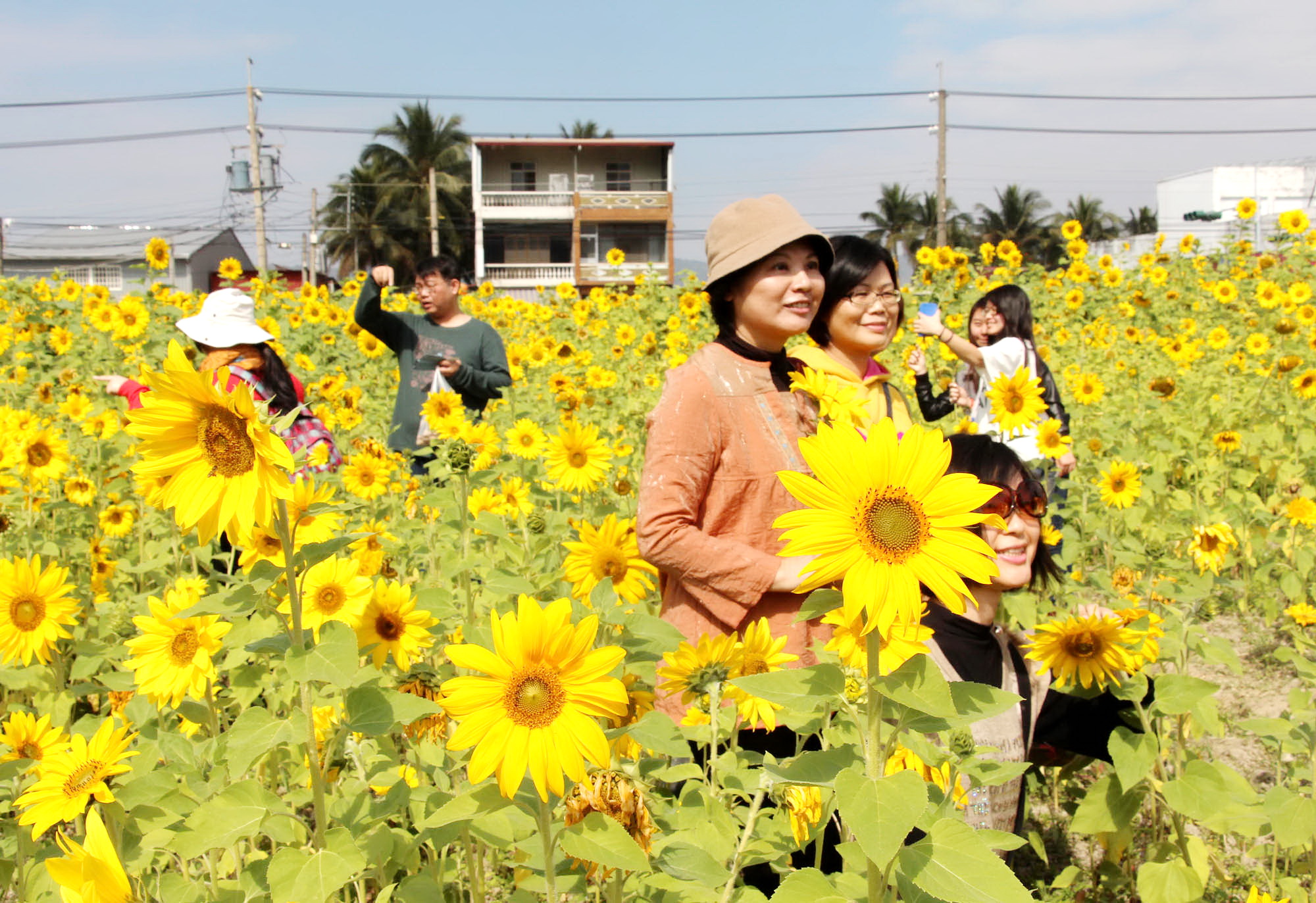 杉林區向日葵花海熱情綻放(照片高市府提供)