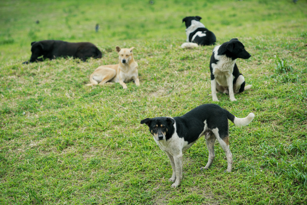 台中市犬貓已達零撲殺，市府加快重建后里收容中心增進「浪浪」福利。圖／張良一（資料照）