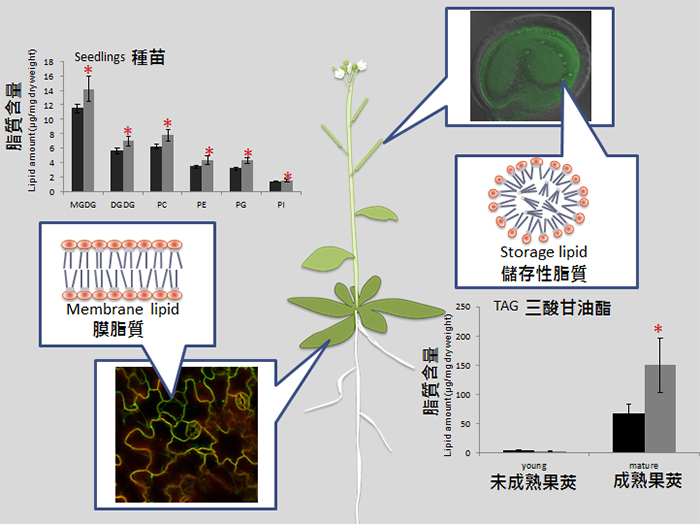中研院植物暨微生物學研究所助研究員中村友輝博士實驗室日前以阿拉伯芥為研究對象，創新發現一個影響種子發育以及油脂合成的關鍵酵素— CEK4酵素。（圖片取自中研院網站）