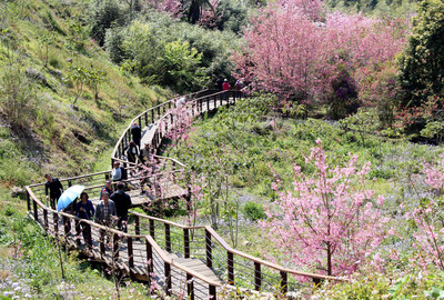 著名的阿里山森林遊樂區每年湧入可觀的觀光客,現在為維護旅遊品質,林務局決定採差別票價,外國人門票將從5月起漲100元,是18年來首次漲價。(中央社資料照)