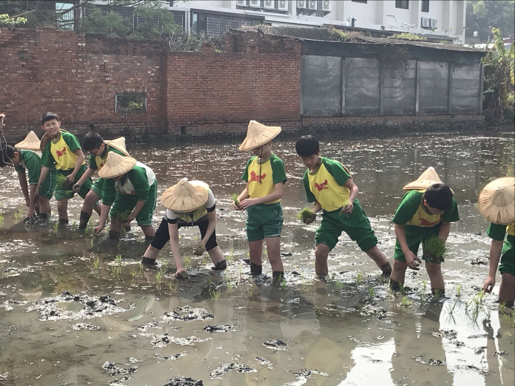 台中市政府16日在外埔區永豐里六分路旁農田，以台灣地形作為設計基底。搭配花博LOGO及吉祥物「虎爸、虎媽」圖樣，邀請學童一同插秧為稻田增添豐富面貌。（台中市農業局）