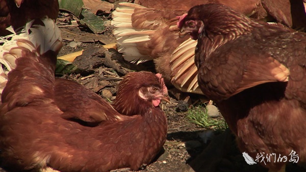 淘汰格子籠集約飼養模式，已經成為世界潮流。圖／公視《我們的島》