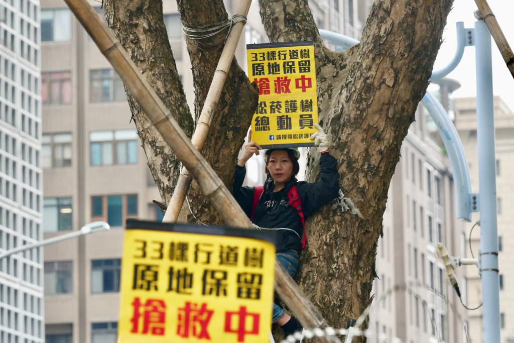 松菸護樹團體將自己綁在樹上阻擋移樹。圖／張家銘