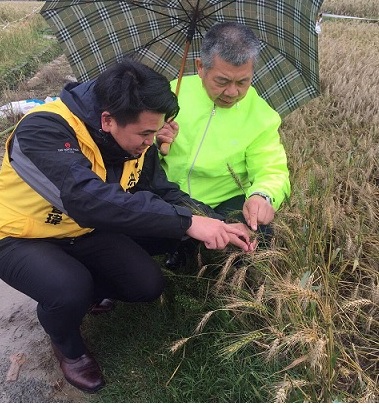 三月陰雨導致屬於旱作的小麥發芽，造成農損，洪慈庸立委火速協助爭取到農委會災害救助，希受災農反儘快申請莫逾期。（洪慈庸服務處提供）
