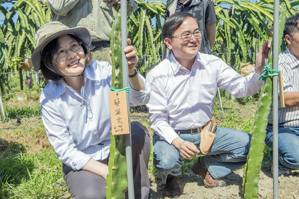蔡英文今在台東體驗農民栽種火龍果的辛苦。（民進黨提供）