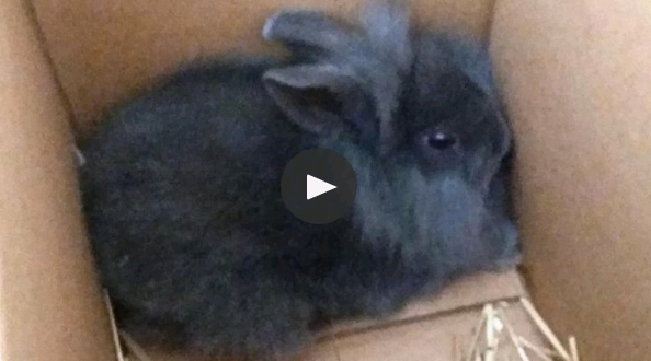 這是遭活生生打死的9週大兔子(Radio24syv電台視訊截圖)