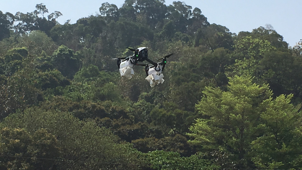 由於許多台中市荔枝及龍眼園栽種面積廣大，且不易到達，成為荔枝椿象防治死角，因此農業局與苗栗區農業改良場及無人機業者合作，開發適合釋放平腹小蜂的載具，使用無人機吊掛平腹小蜂「卵片」，於目標位址上空釋放，釋放後的小蜂卵片，會於1至3天內羽化，再寄生荔枝椿象卵而達防治效果。（圖／台中市農業局）