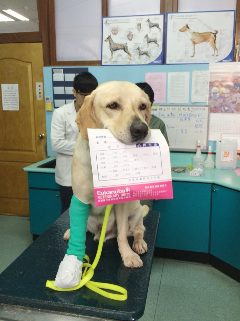 台中市消防局搜救犬隊小隊長「鐵雄」投入花蓮地震救援任務受傷，右前肢已進行包紮。圖／中興大學秘書室媒體公關組提供