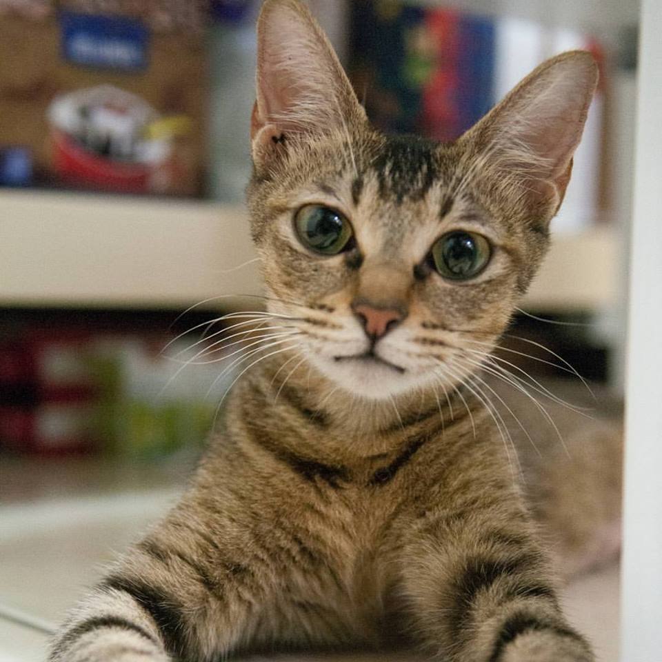 Coin喜歡被摸小肚皮。圖/許佳登