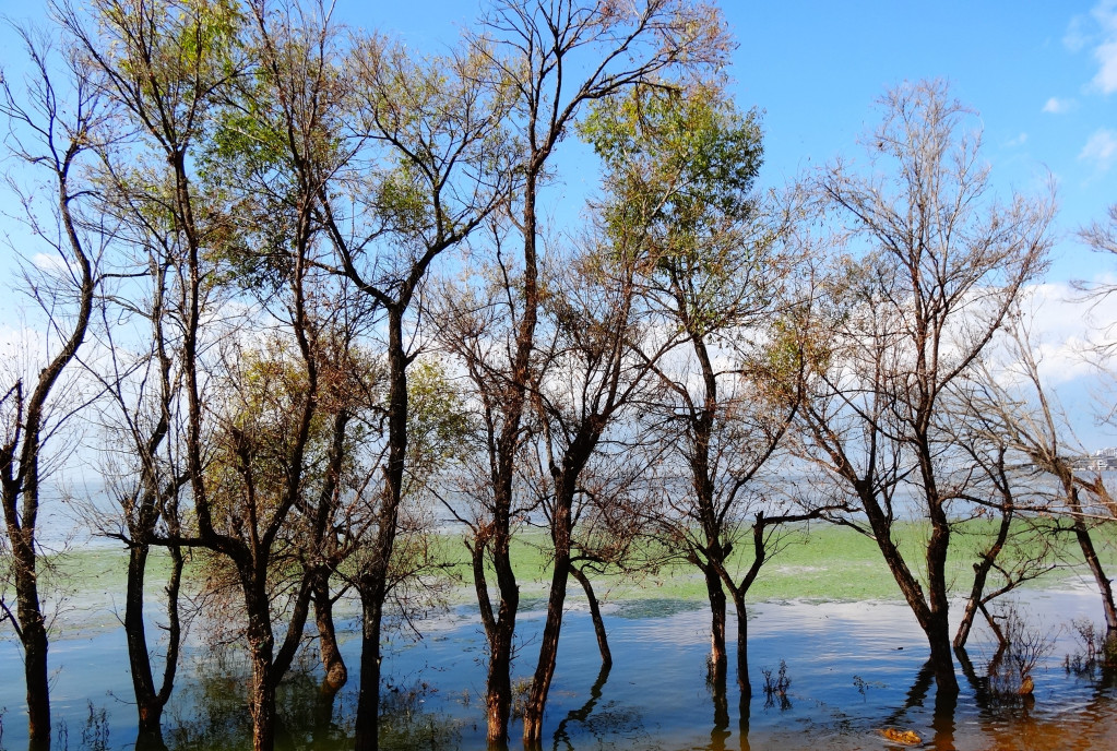 大里洱海的水木共生。圖/尤文翰提供