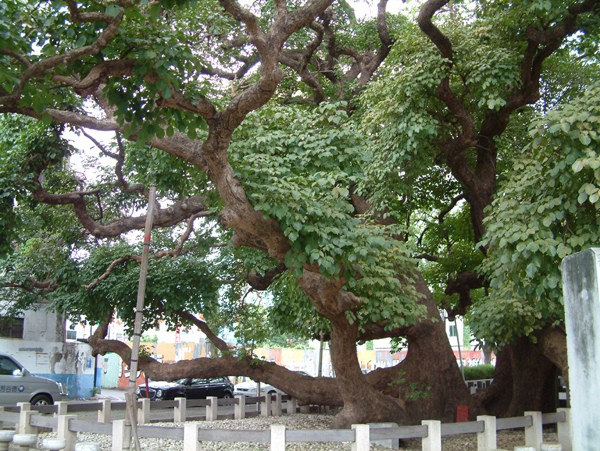 台中市西區千年「茄苳樹王公」原本將面臨新建物的嚴重威脅，經居民和市府努力搶救化解了，原建地還增設為「生態文化園區」。（相片摘自網路）