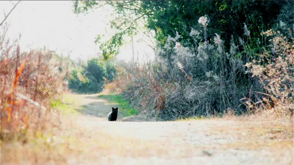 這是日本，一個愈來愈適合貓與其他動物居住的國家。換算數字，該國2004年全年貓被安樂死有32萬隻，2012年全年貓被安樂死有16萬隻，2014年減為8萬隻，減少的犧牲者，是因為領養牠們的人類變多了。（圖：取材自網路）