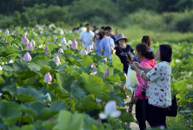 觀音區蓮花園休閒農業區2017年成立時，吸引大量賞蓮遊客回籠。（圖／桃園市農業局）