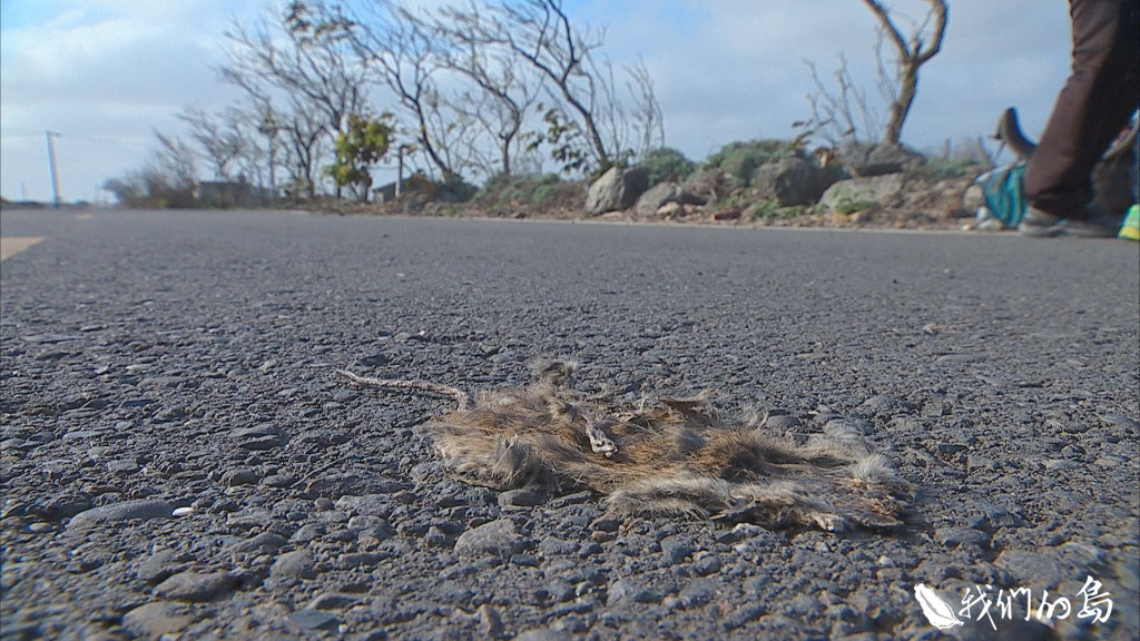 道路、車輛，帶來人們行動上的便利，有時候，卻也為動物們帶來死亡。圖／公視《我們的島》節目