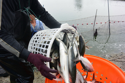 台南市虱目魚養殖協會因為跟中國價格談不攏,契作沒簽成,竟然牽拖到新政府,要求「承認九二共識救漁民」。(圖片來源:中央社,台南市虱目魚養殖協會提供)